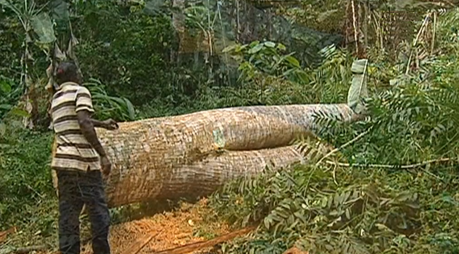 Desflorestação em São Tomé e Príncipe