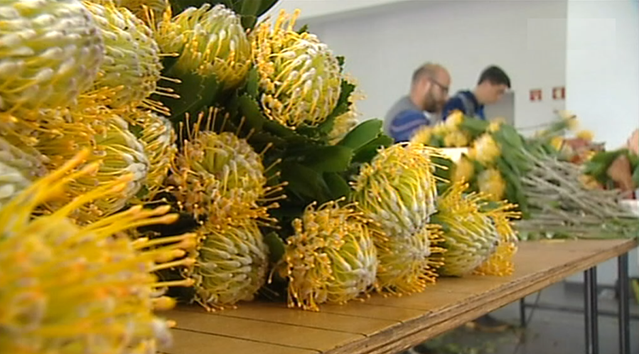 Empresa de flores “Azoris” na ilha Terceira
