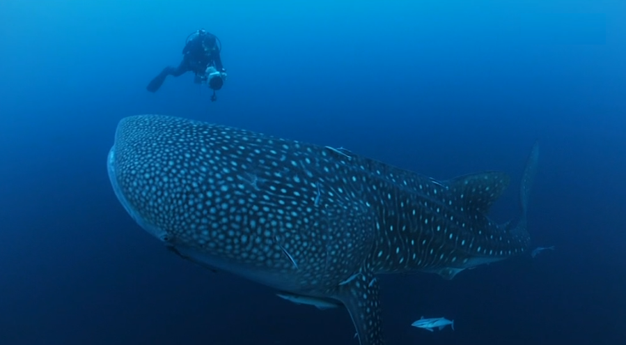 Fauna e flora subaquática são atração turística em São Tomé e Príncipe