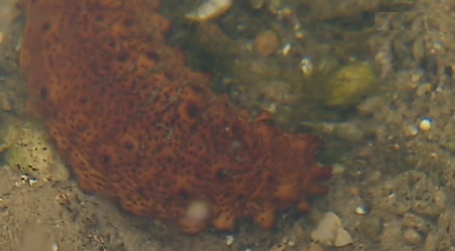 Crime ambiental no Algarve