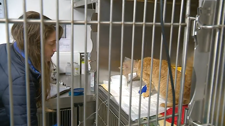 Dedução do IVA em despesas com animais