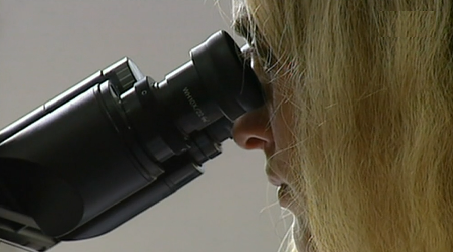 Vírus Zika na Madeira