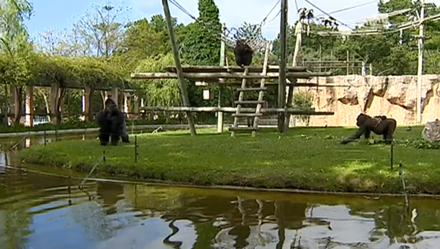 Comemoração do Dia do Pai no Zoo