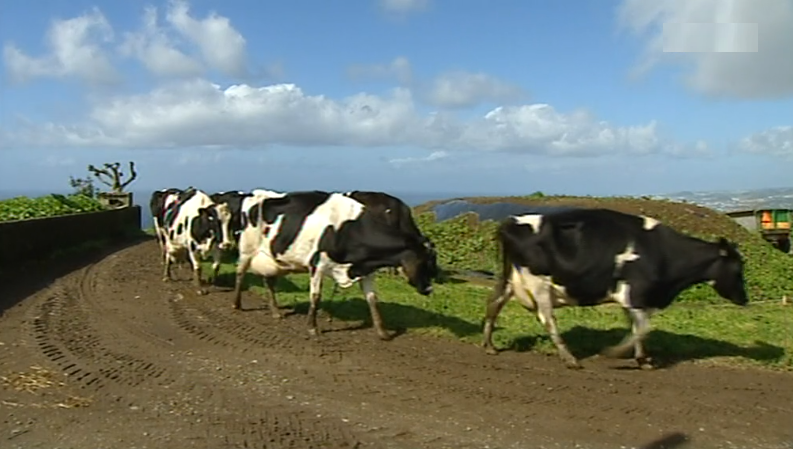 Agricultores de São Miguel em situação de falência