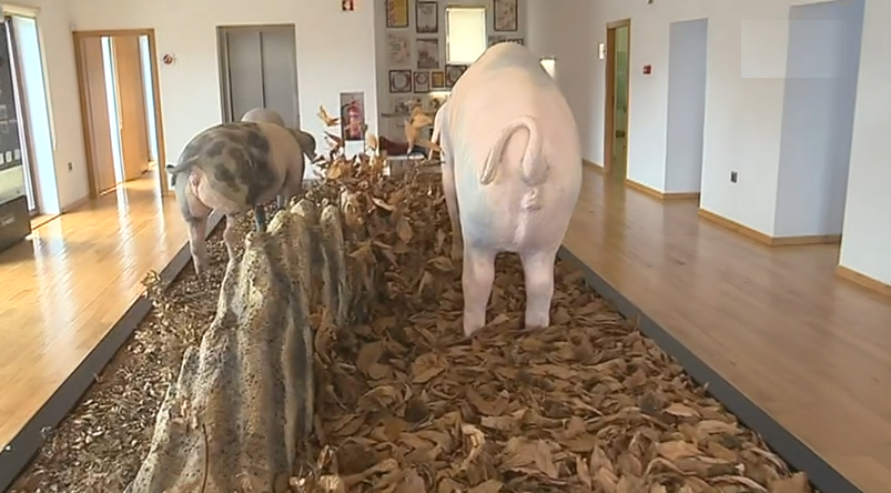 Promoção da raça Bísara em Vinhais II