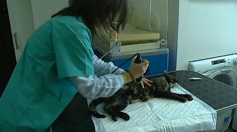 “Grupo Gatos Urbanos” em Coimbra II