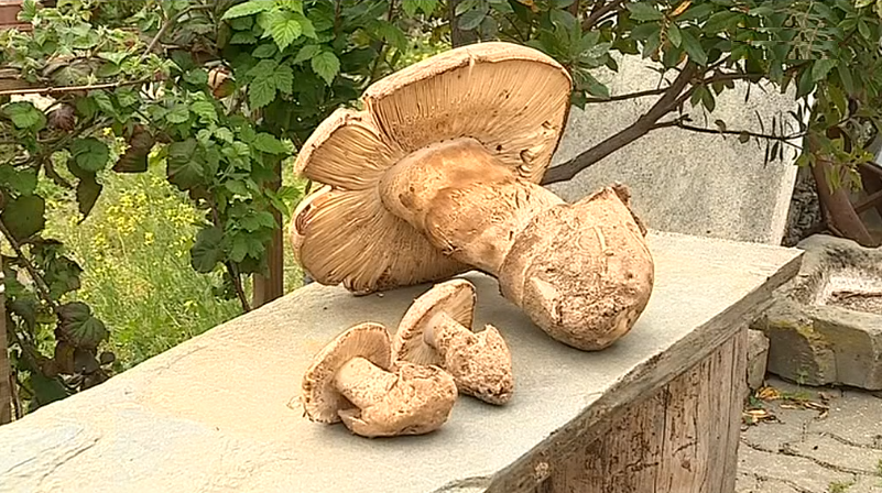 Cogumelo gigante em Idanha-a-Nova