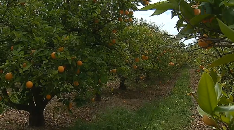 Colheita de laranja no Algarve