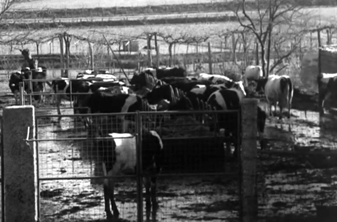 TV Rural – RTP Arquivos