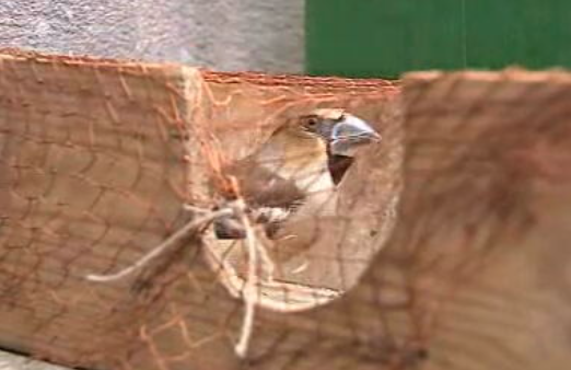 Venda ilegal de aves