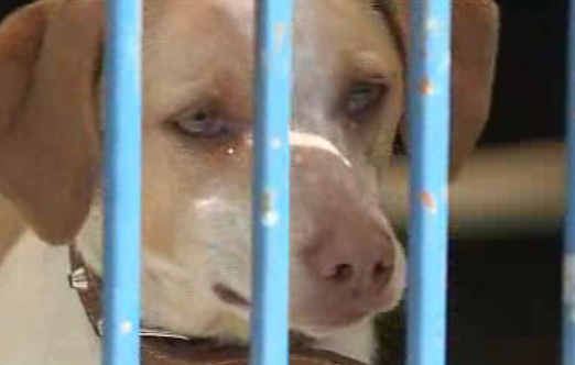 Cães em exposição fotográfica