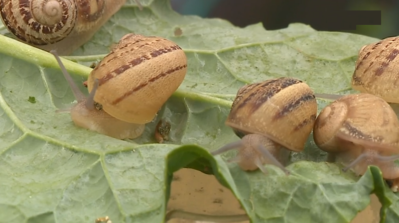 Festival da caracoleta na Lourinhã