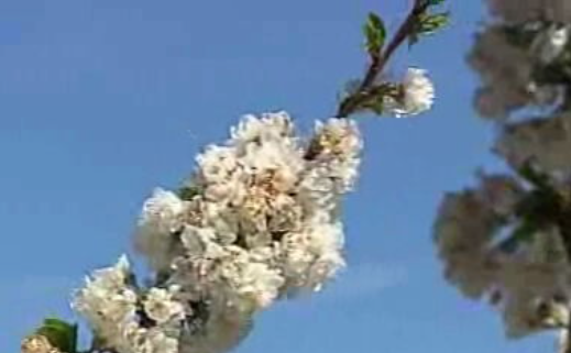 Produção de Cerejas