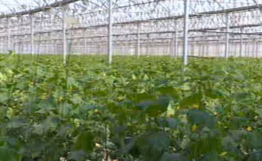 Produção agrícola em cogeração