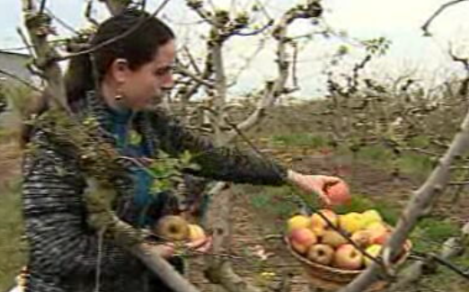 Agricultura não atrai os jovens