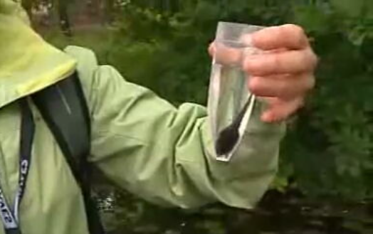 Bioblitz no Parque de Serralves aberta às crianças