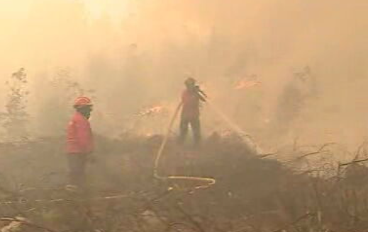 Incêndio florestal em Aveiro