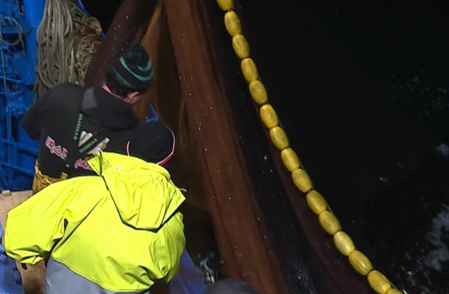 Regresso à pesca da sardinha