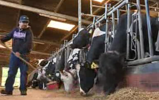 Fim das quotas leiteiras na Europa