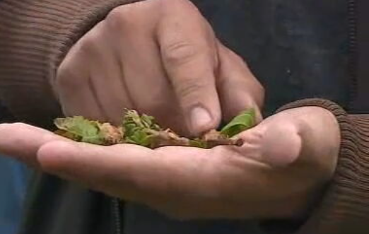 Praga de insetos na agricultura
