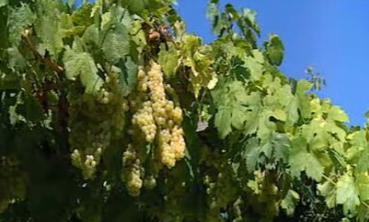 Polémica Vinho Verde