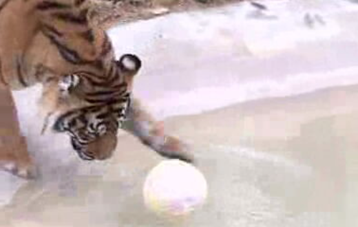 Tempos livres e a Páscoa no Zoo