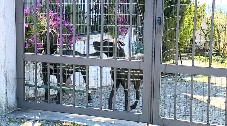 Suspeita de envenenamento de animais em Idanha-a-Nova