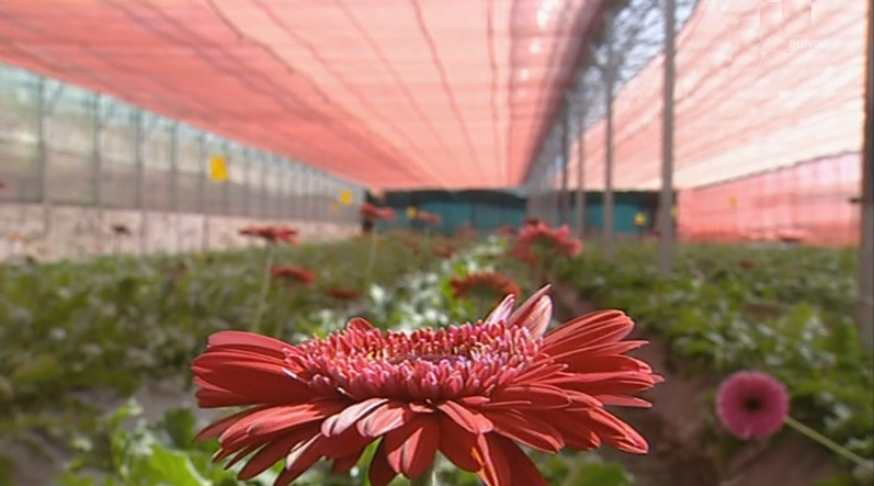 Produção de flores na Madeira