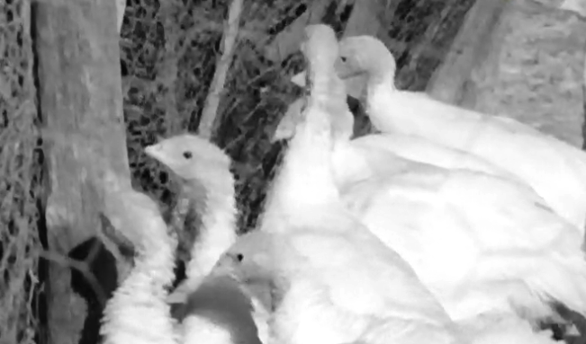 A Caminho da Consoada – Parte II