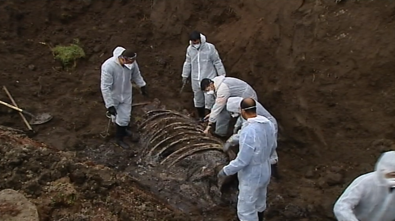 Exumação de cachalote no Faial