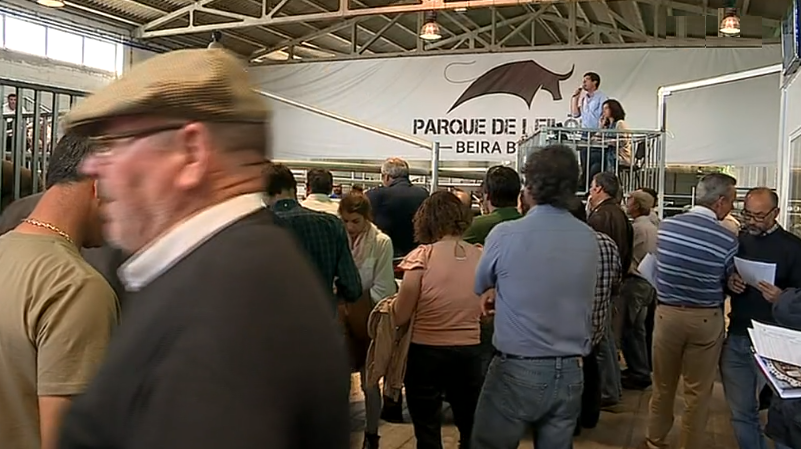 Leilão de gado em Alcains
