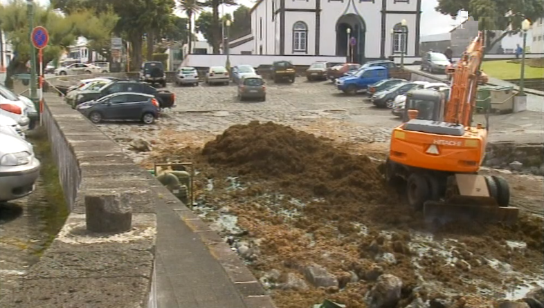 Algas no porto da Madalena do Pico