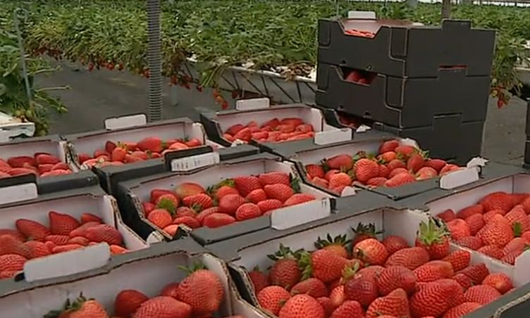 Produção de morangos em Beja