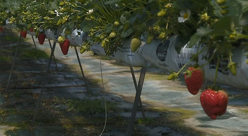 Cultura de morangos em hidroponia