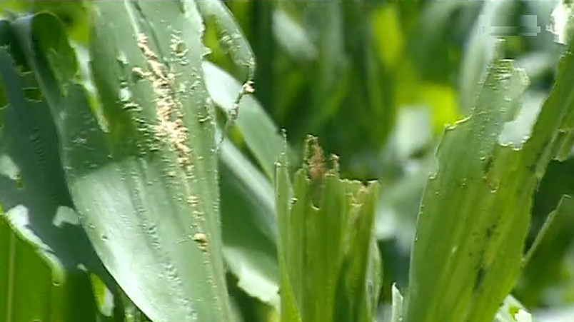Praga de lagartas afeta a produção agrícola em São Tomé e Príncipe