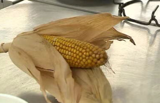 Semana gastronómica dedicada aos milhos