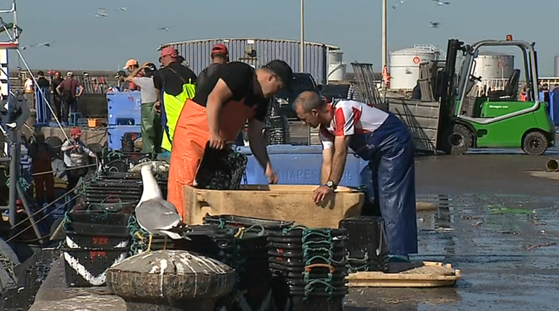 Faina da pesca da sardinha