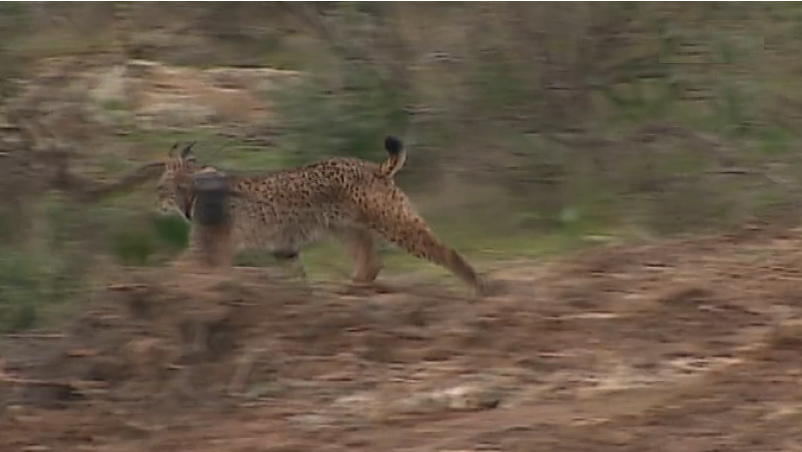 Reprodução de linces fora de cativeiro