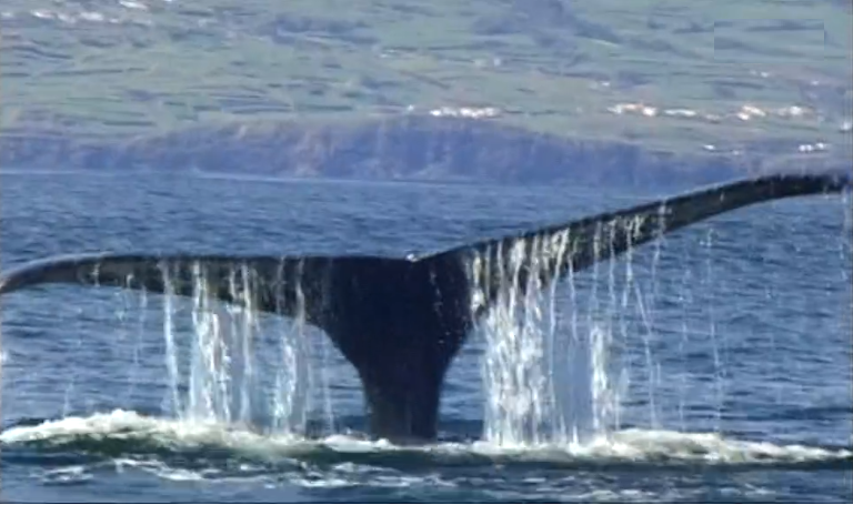 Observatório Internacional dos Mares na Ilha do Faial