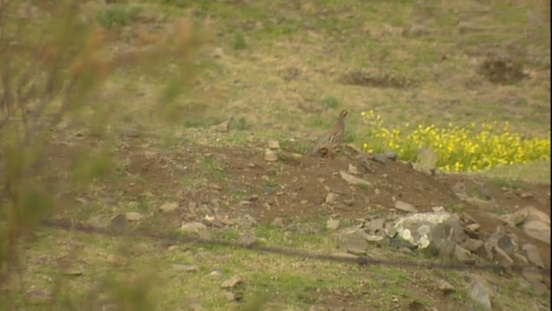 Ave endémica de Porto Santo