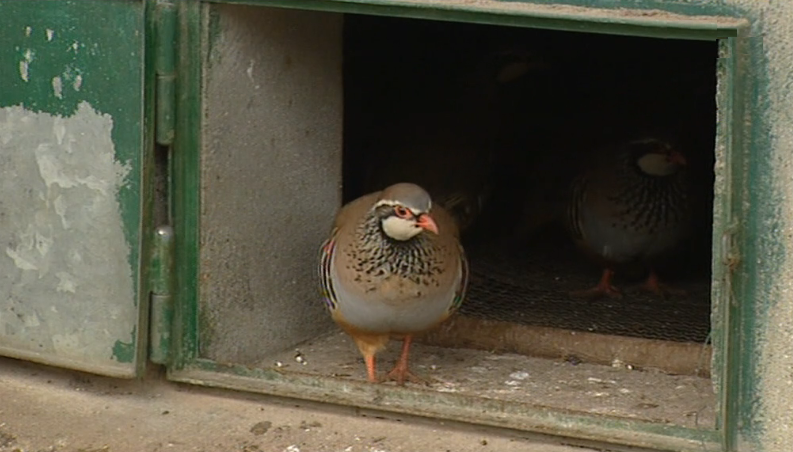 Criação de ave endémica na Madeira