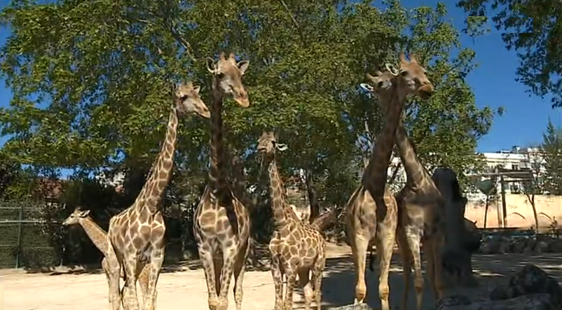 Nascimento de girafa no Zoo de Lisboa