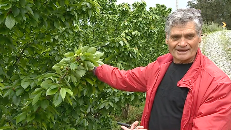 Produção de cereja afetada pelo mau tempo