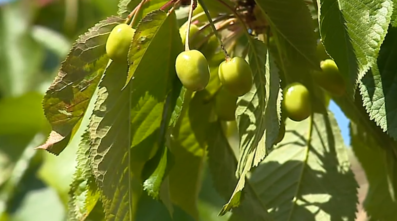 Prejuízos na produção de cereja devido ao mau tempo