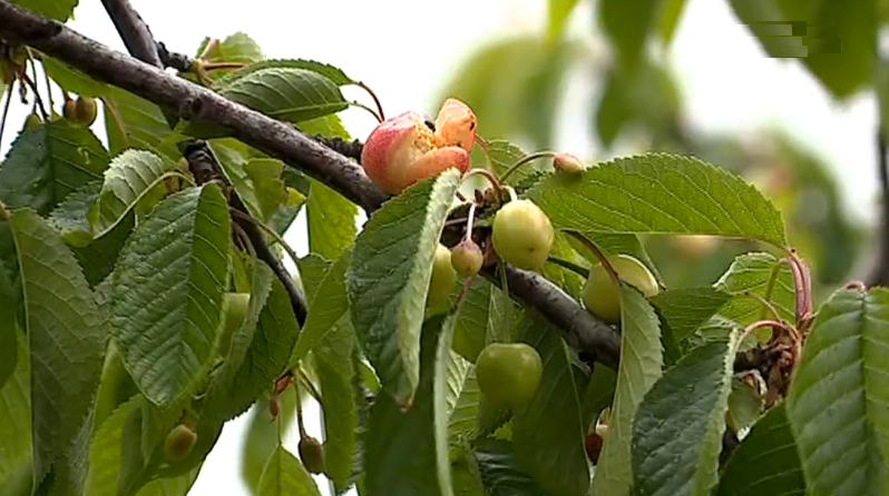 Prejuízos na produção da cereja causados pelo mau tempo