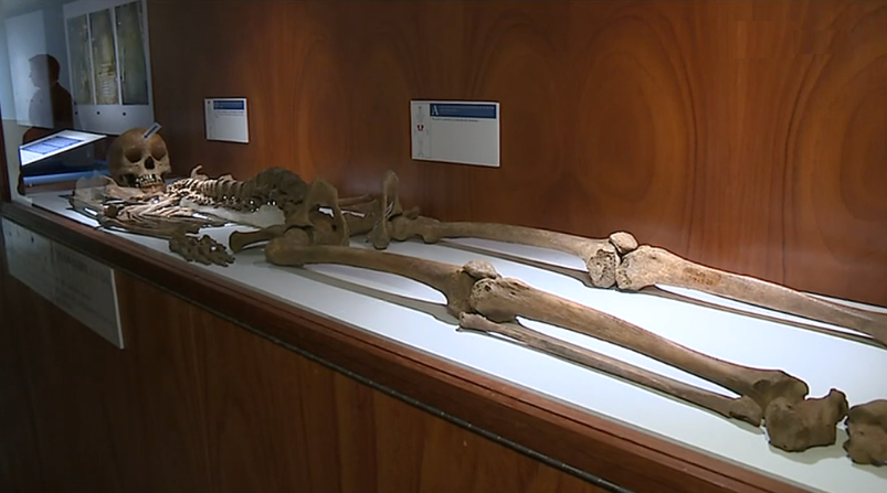 Exposição de ossadas de antigas freiras no Mosteiro de Santa Clara-a-Velha