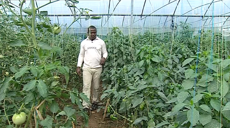 Criminalidade na agricultura em São Tomé e Príncipe