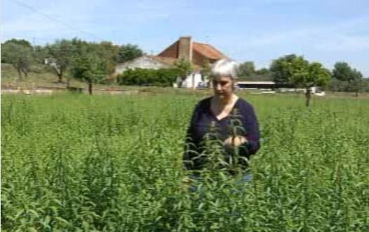 Ervas aromáticas no Alentejo