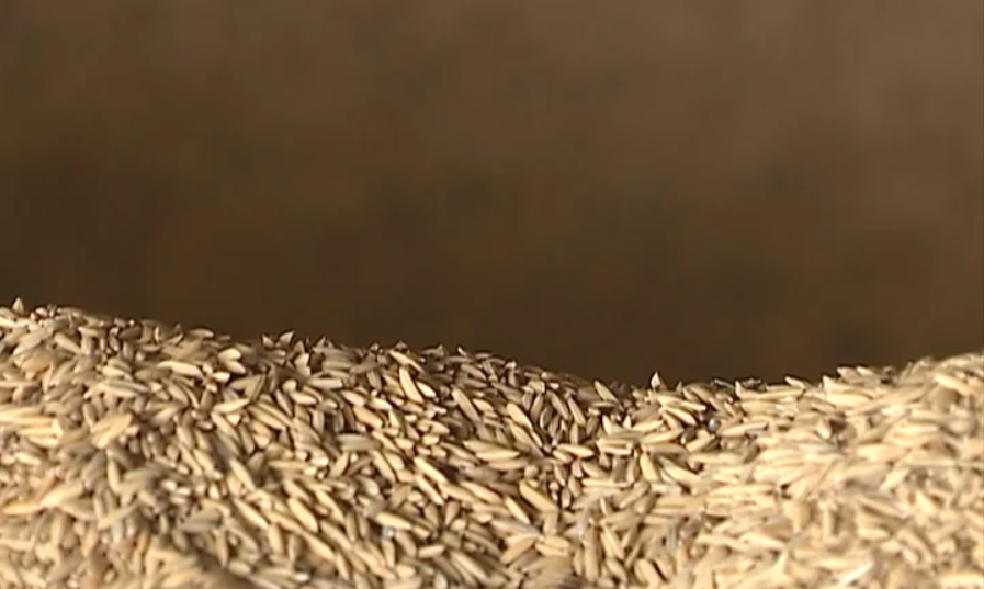 Exportação de arroz para a China