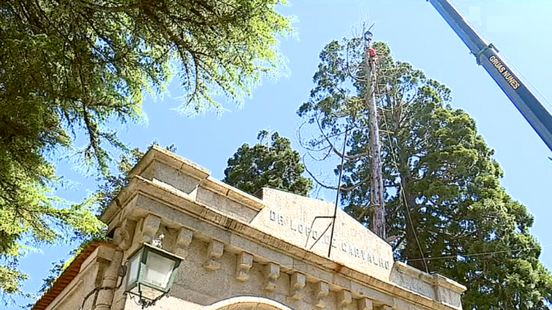 Abate de árvores em Portugal